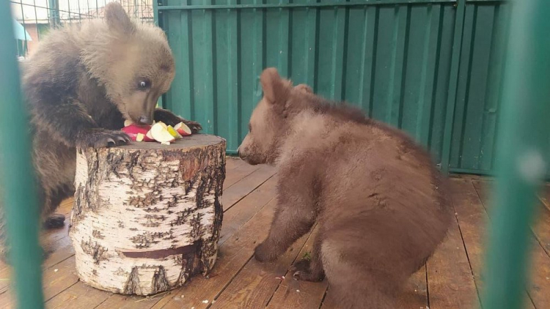 Двух медвежат из челябинского приюта отправляют в Хабаровск