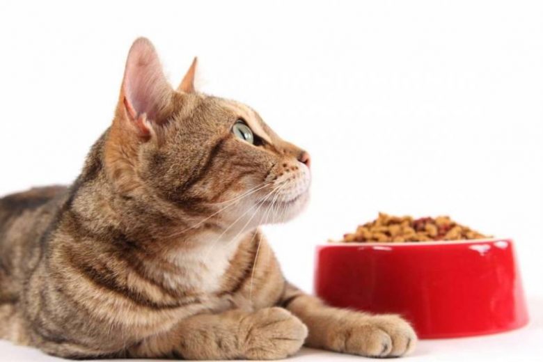 <br />
Готовый корм для котов и собак обеспечивает им полноценное питание, и укрепит их здоровье                