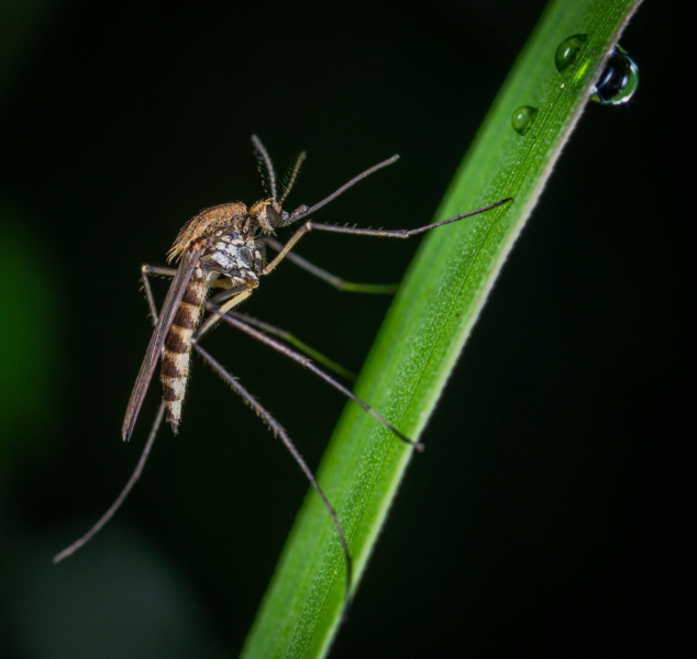На севере Крыма после подтоплений началось нашествие комаров
