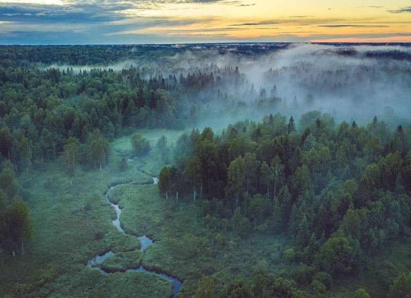 <br />
Норвежские ученые уверены, что площадь российских лесов растет                