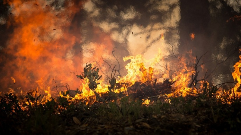 «Огонь сжирает целые улицы»: на Кипре бушует самый страшный в истории страны лесной пожар