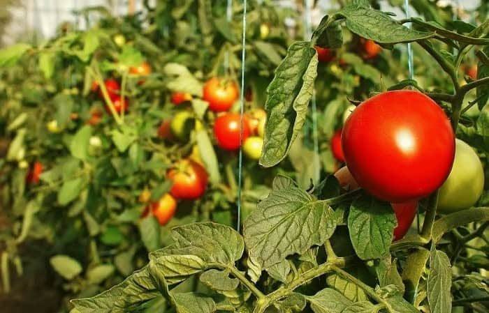 <br />
Подкормка томатов в июле 2021 года: как увеличить урожай помидоров                