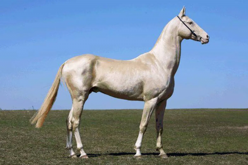 <br />
Предприниматель Сергей Ефимов: «Ахалтекинцы – самые красивые лошади!»                
