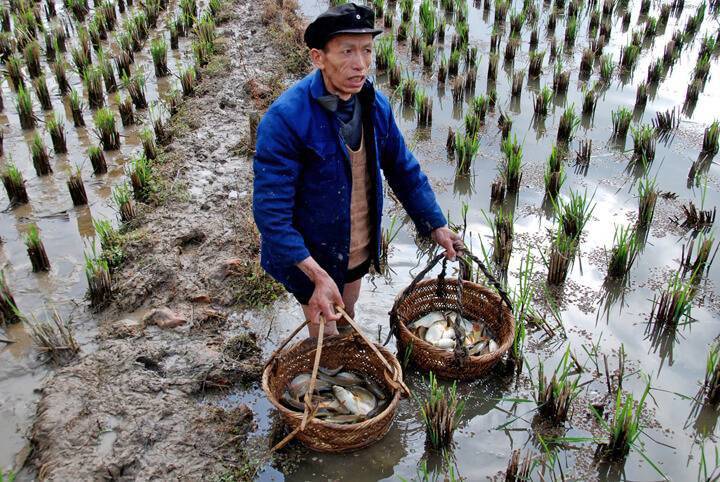 <br />
Зачем фермеры запускают рыбу на рисовые поля                