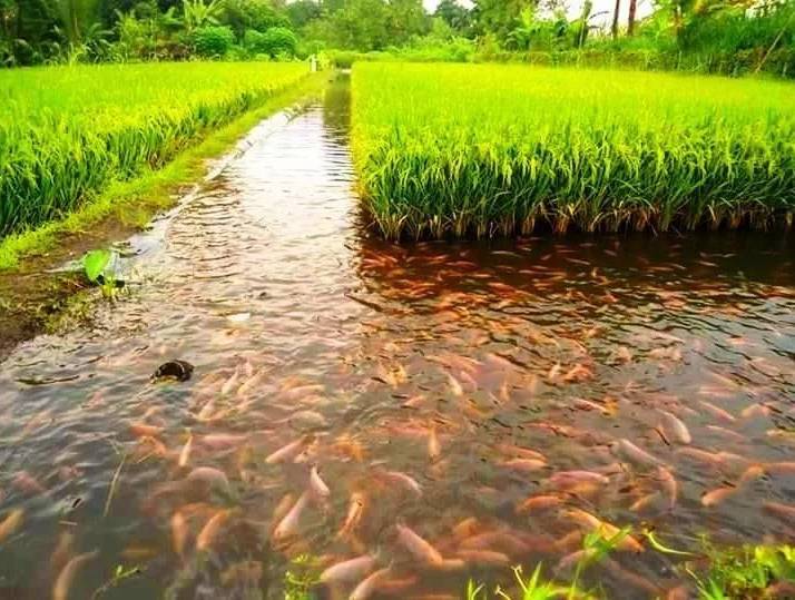 <br />
Зачем фермеры запускают рыбу на рисовые поля                