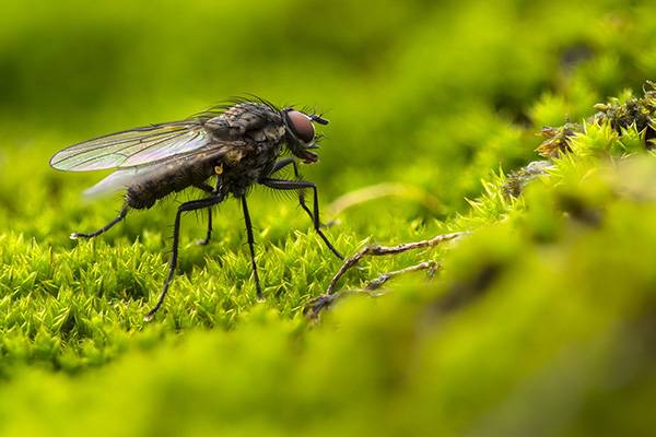 <br />
Чем вызвана агрессия мух, и как обработать место укуса                