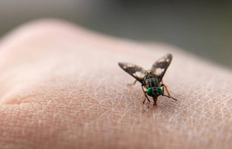 <br />
Чем вызвана агрессия мух, и как обработать место укуса                