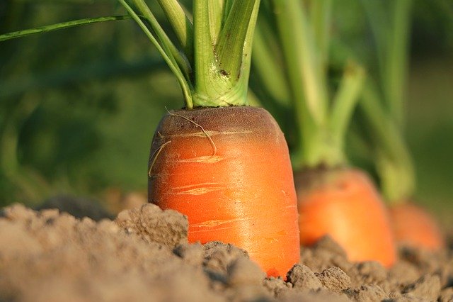 Глава «Белой Дачи» объяснил взлет цен на морковь