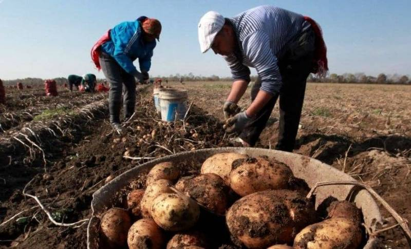 <br />
Как и когда выкапывать картошку на хранение в Московской области в 2021 году                
