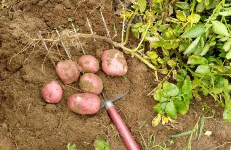 <br />
Как и когда выкапывать картошку на хранение в Московской области в 2021 году                