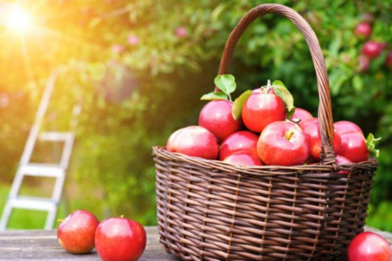 <br />
Как на Яблочный спас 19 августа по яблокам предсказывали судьбу                