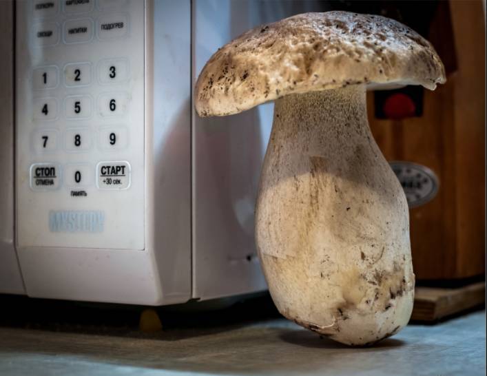 <br />
Как правильно обрабатывать лесные грибы перед сушкой, правила заготовки на зиму                