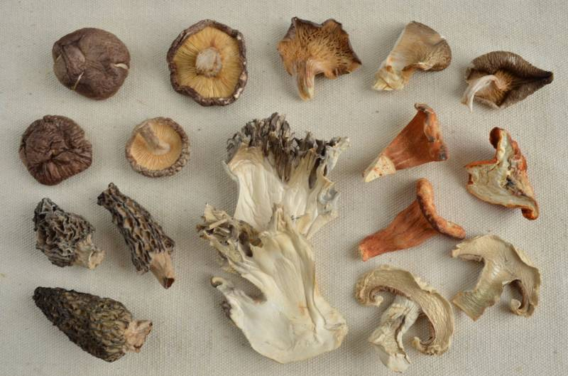 <br />
Как правильно обрабатывать лесные грибы перед сушкой, правила заготовки на зиму                