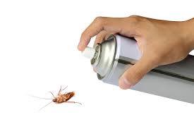 Как вывести тараканов: все возможные варианты