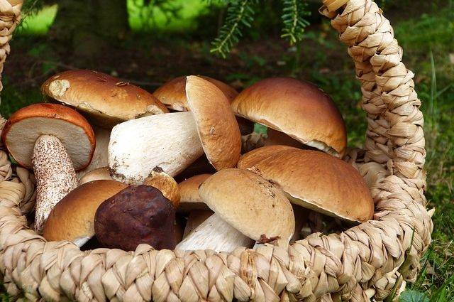<br />
Кулинарные традиции: у каких народов не принято есть грибы и почему                