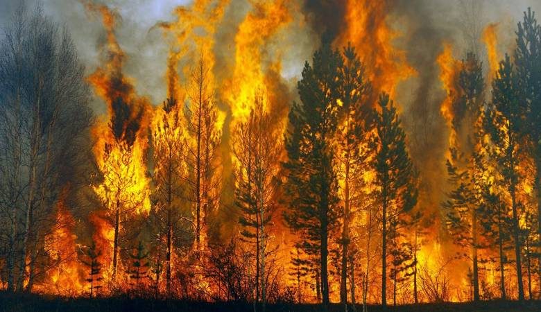 <br />
Опубликованы первые фото последствий лесных пожаров в Красноярском крае                