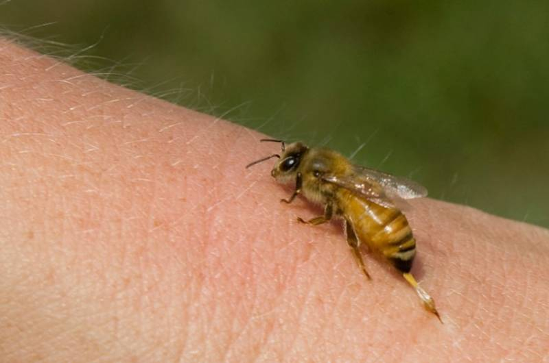 <br />
Первая помощь при укусе осы и возможные последствия                