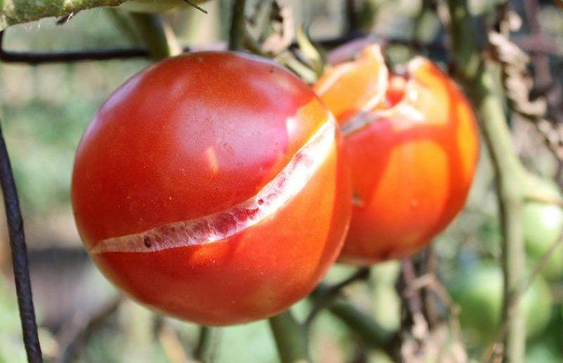 <br />
Почему томаты, высаженные в открытый грунт, трескаются                