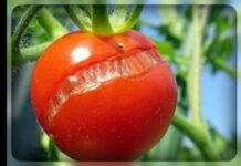 Почему томаты, высаженные в открытый грунт, трескаются