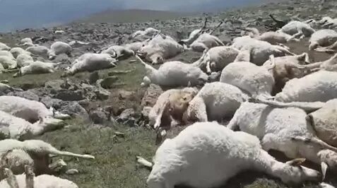 В Грузии от удара молнии погибли более полутысячи овец