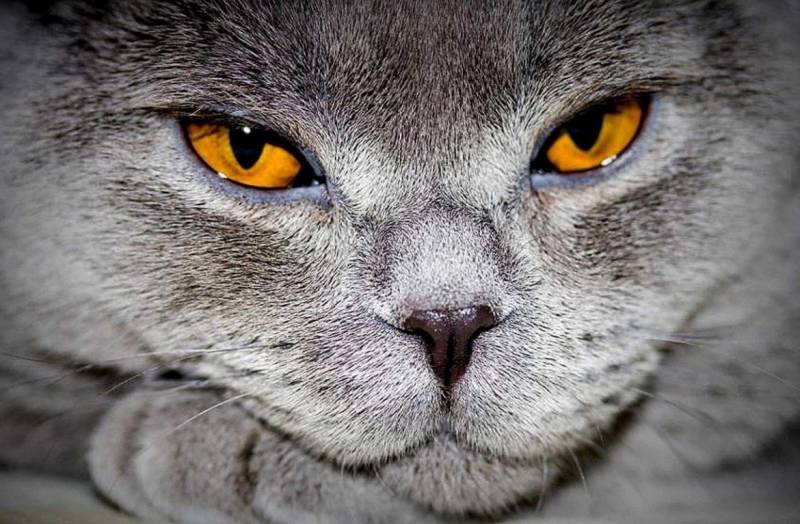 <br />
Ветеринары объяснили, почему кошкам не стоит смотреть в глаза                
