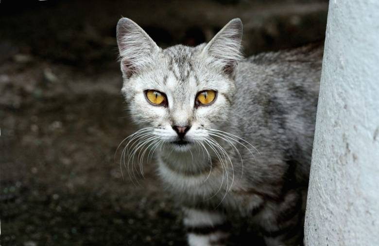<br />
Ветеринары объяснили, почему кошкам не стоит смотреть в глаза                