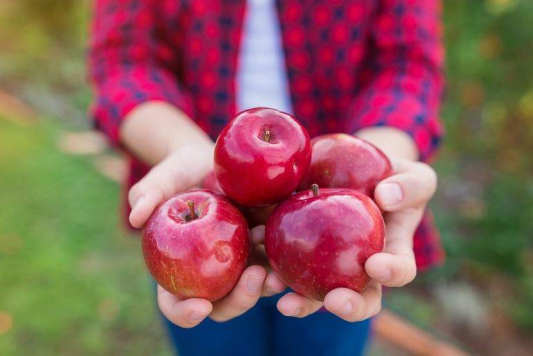 <br />
Запрет на яблоки до Яблочного спаса: почему нельзя есть плоды до 19 августа                