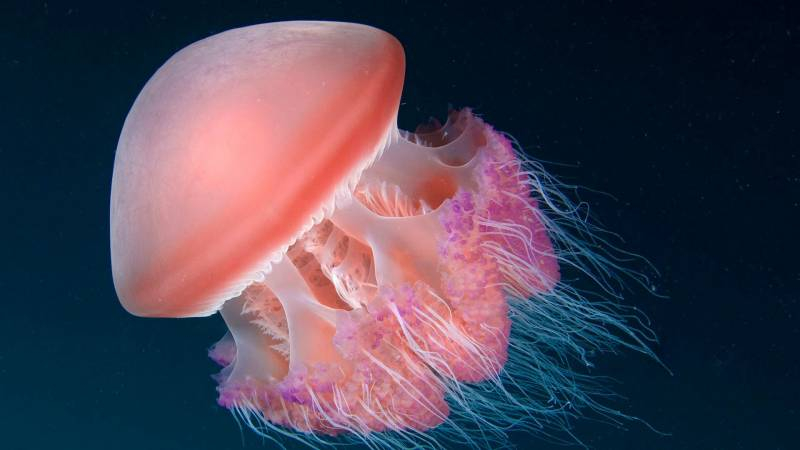 <br />
Азовское море «оккупировали» медузы: что происходит в разгар курортного сезона                