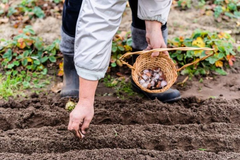 <br />
Богатый урожай: когда сажать чеснок под зиму, рекомендации огородников и лунного календаря                