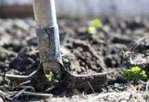 Дачные хлопоты: какие выбрать осенние удобрения для сада и огорода в 2021 году