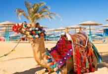 Египет для россиян в сентябре 2021 года, какие действуют COVID19 — условия для въезда