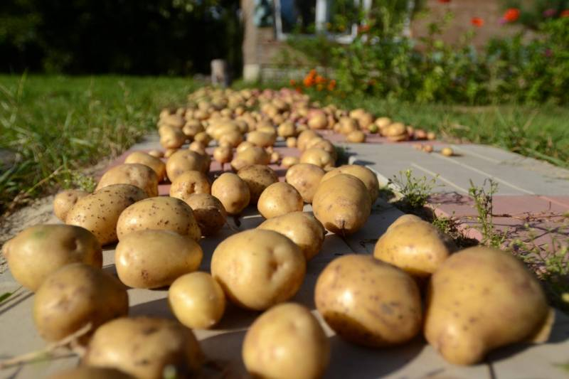 <br />
Как правильно хранить картофель в городской квартире                