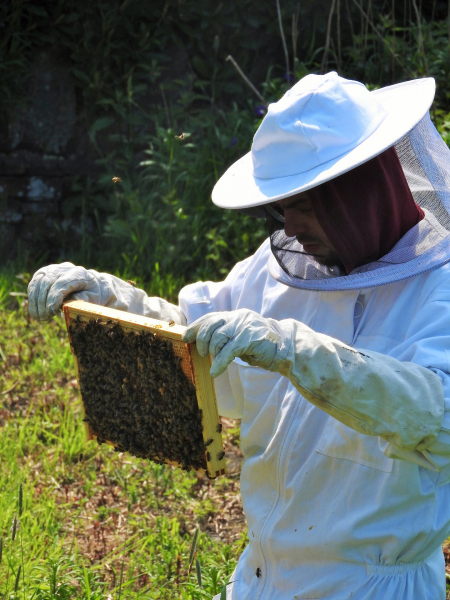 Какой мед и при каких заболеваниях наиболее эффективен — пчеловод поделился секретами