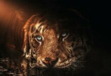 Китайский гороскоп на 2022 год Черного Водяного Тигра