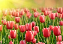 Лучшие дни посадки тюльпанов осенью