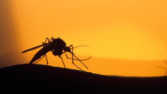 <br />
Осеннее нашествие комаров может принести на территорию России опасный недуг                