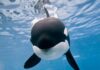 Почему хищные косатки не трогают людей, и в каких случаях могут сделать исключение