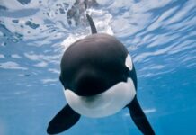 Почему хищные косатки не трогают людей, и в каких случаях могут сделать исключение