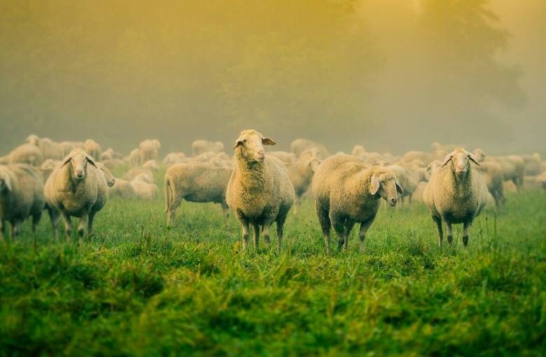<br />
Почему на День Мамонта Овчарника 15 сентября нельзя было бездельничать                