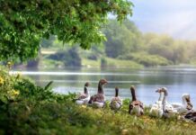 Почему на Никиту Гусятника, 28 сентября, люди обходили стороной водоемы