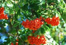 Почему на праздник Петра и Павла 23 сентября рябину использовали как оберег