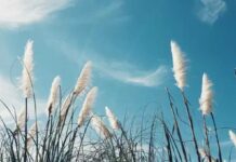 Почему на Рождество Пресвятой Богородицы 21 сентября крестьянкам без детей подавали милостыню