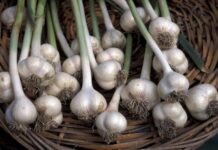 Посадка озимого лука и чеснока в октябре 2021 года: когда благоприятные дни по Лунному календарю