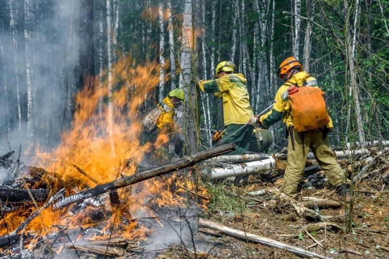 Российские леса постоянно горят, но их биомасса рекордно выросла. Как так вышло и что из этого следует?
