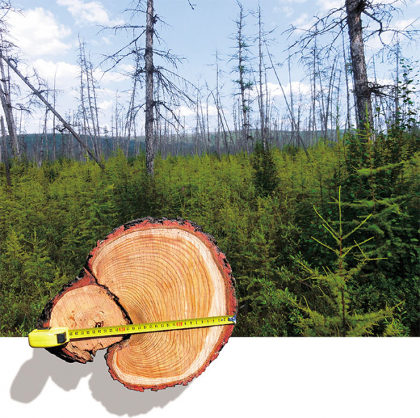 Российские леса постоянно горят, но их биомасса рекордно выросла. Как так вышло и что из этого следует?