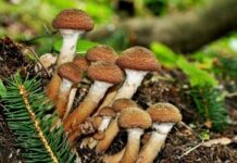 Сезон тихой охоты 2021 года продолжается, когда опята пойдут в Подмосковье