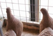 Человек-голубь: особенности его поведения