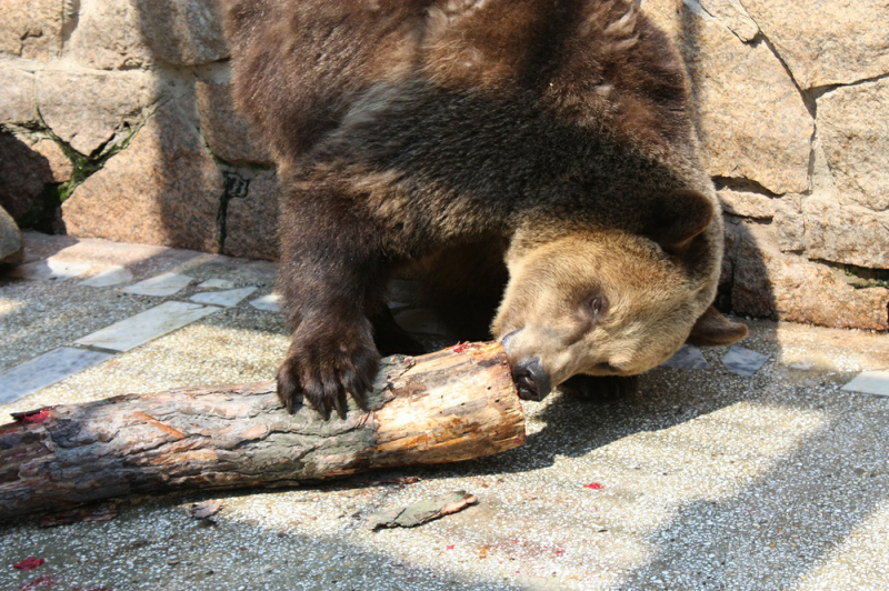 Челябинский зоопарк готов к приему башкирских медведей