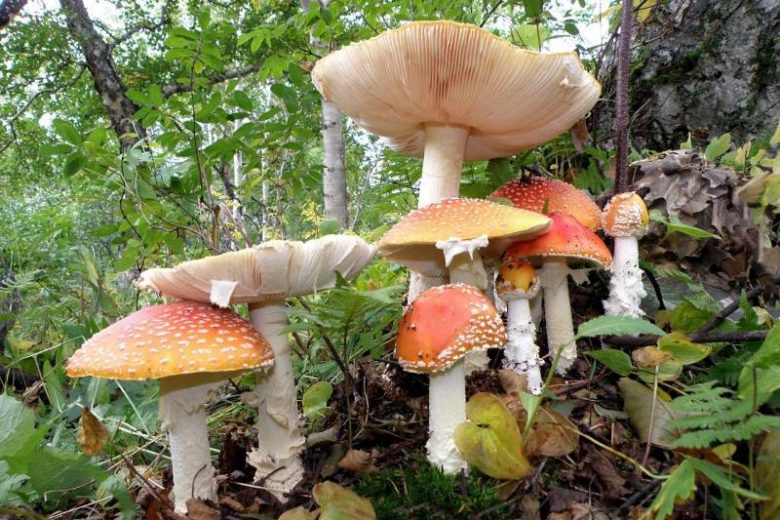 <br />
Чем отличаются от съедобных очень похожие на них ядовитые грибы                