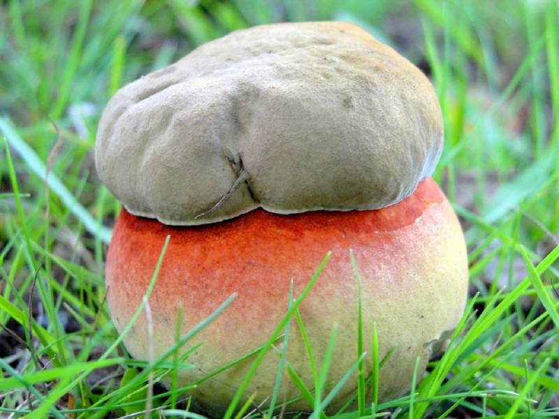 <br />
Чем отличаются от съедобных очень похожие на них ядовитые грибы                